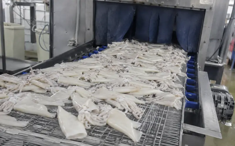 IQF frozen squid individually quick frozen supplier