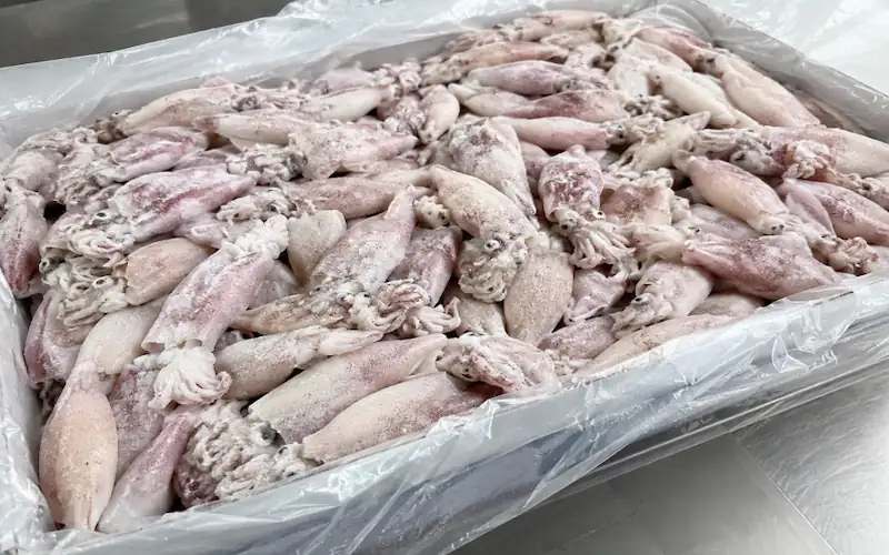 frozen baby squid IQF chipirones loligo gahi