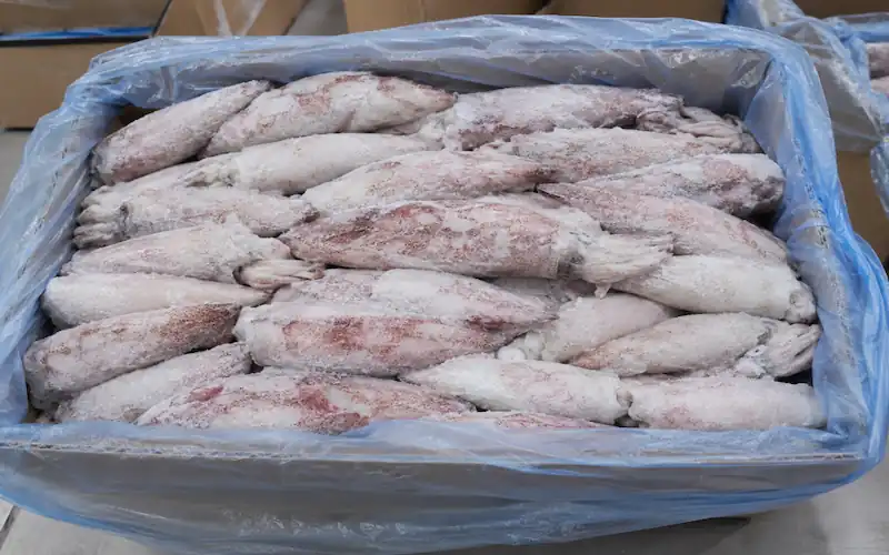 frozen whole round squid IQF block frozen supplier